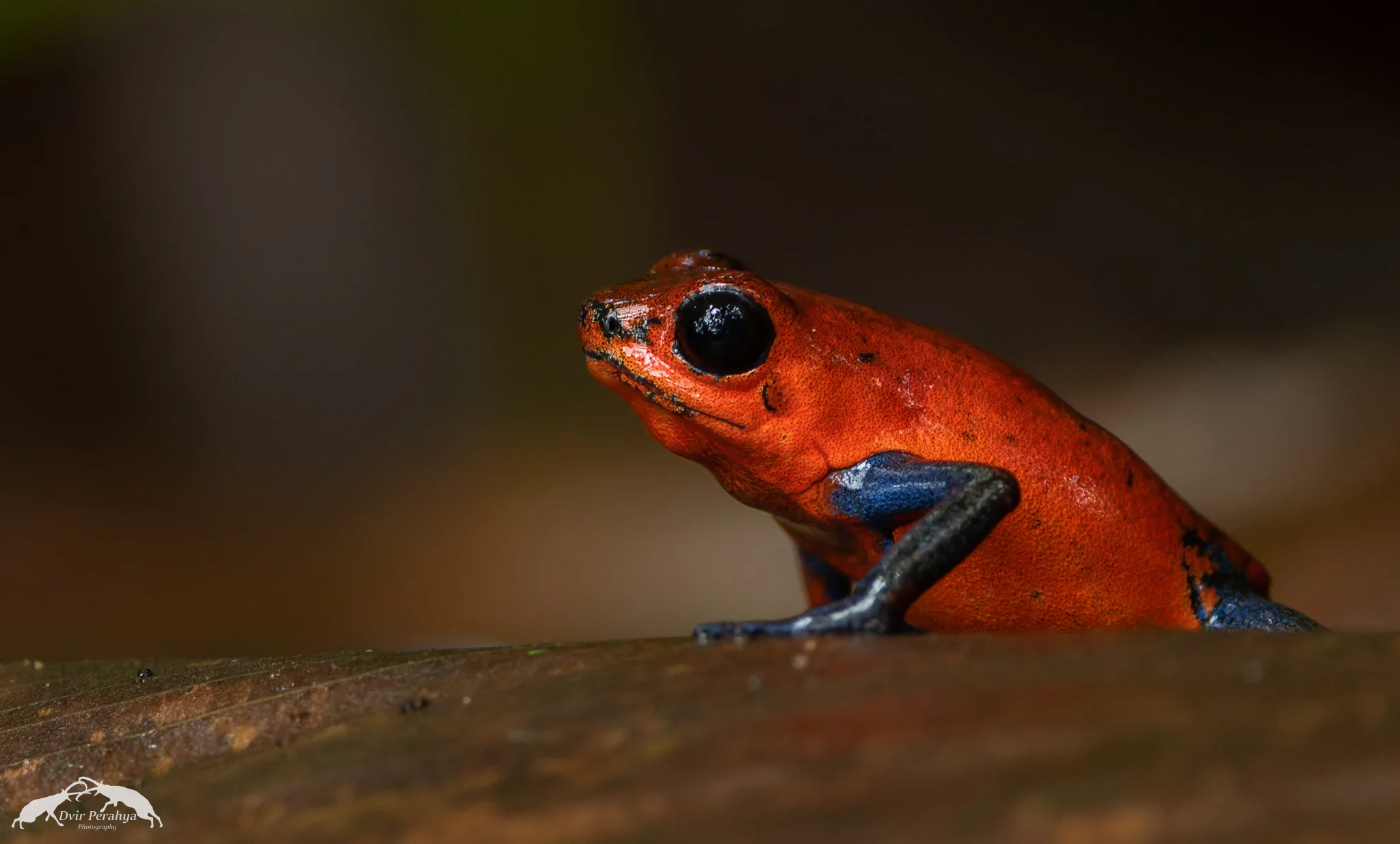 Strawberry poison dart frog, Arenal